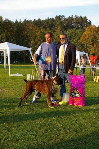 www.boxer-show.eu